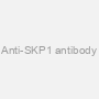 Anti-SKP1 antibody